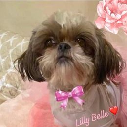 Lilly Belle - Shih Tzu