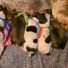 Shorkie puppies from Ever After Tails