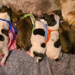 Shorkie puppies from Ever After Tails