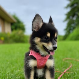 Pomsky Puppies from Rustic Pomskies