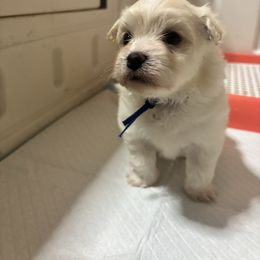 Pepper - White male Mal-Shi puppy in Raleigh, North Carolina from Loveable Litters