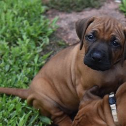 Purple collar girl - Rd whtn blk nose Rhodesian Ridgeback puppy in Broussard, Louisiana from Karamojo Ridgebacks, Quality over Quantity