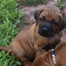 Purple collar girl - Rd whtn blk nose Rhodesian Ridgeback puppy in Broussard, Louisiana from Karamojo Ridgebacks, Quality over Quantity