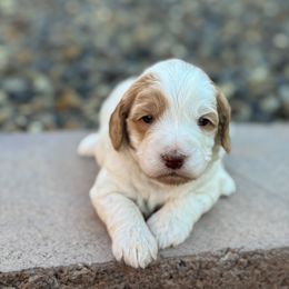 Sprinkles - Red  female Goldendoodle puppy in Twin Falls, Idaho from Magic Valley Family Doodles