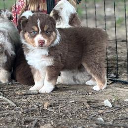 Gale - Red tri-color female Australian Shepherd puppy in Morrow, Ohio from OakHaven Acres Aussies