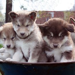 Alaskan Malamute Puppies from October Skies Alaskan Malamutes