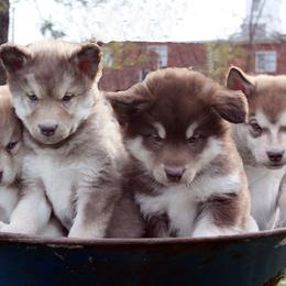 Alaskan Malamute Puppies from October Skies Alaskan Malamutes