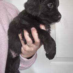 Boy 5 (Blue) - male Golden Mountain Dog puppy in Wyoming from Great Basin BMD