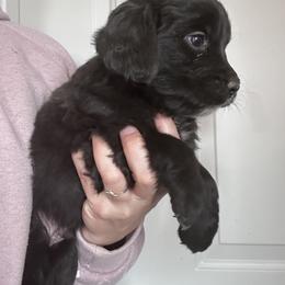 Boy 5 (Blue) - male Golden Mountain Dog puppy in Wyoming from Great Basin BMD