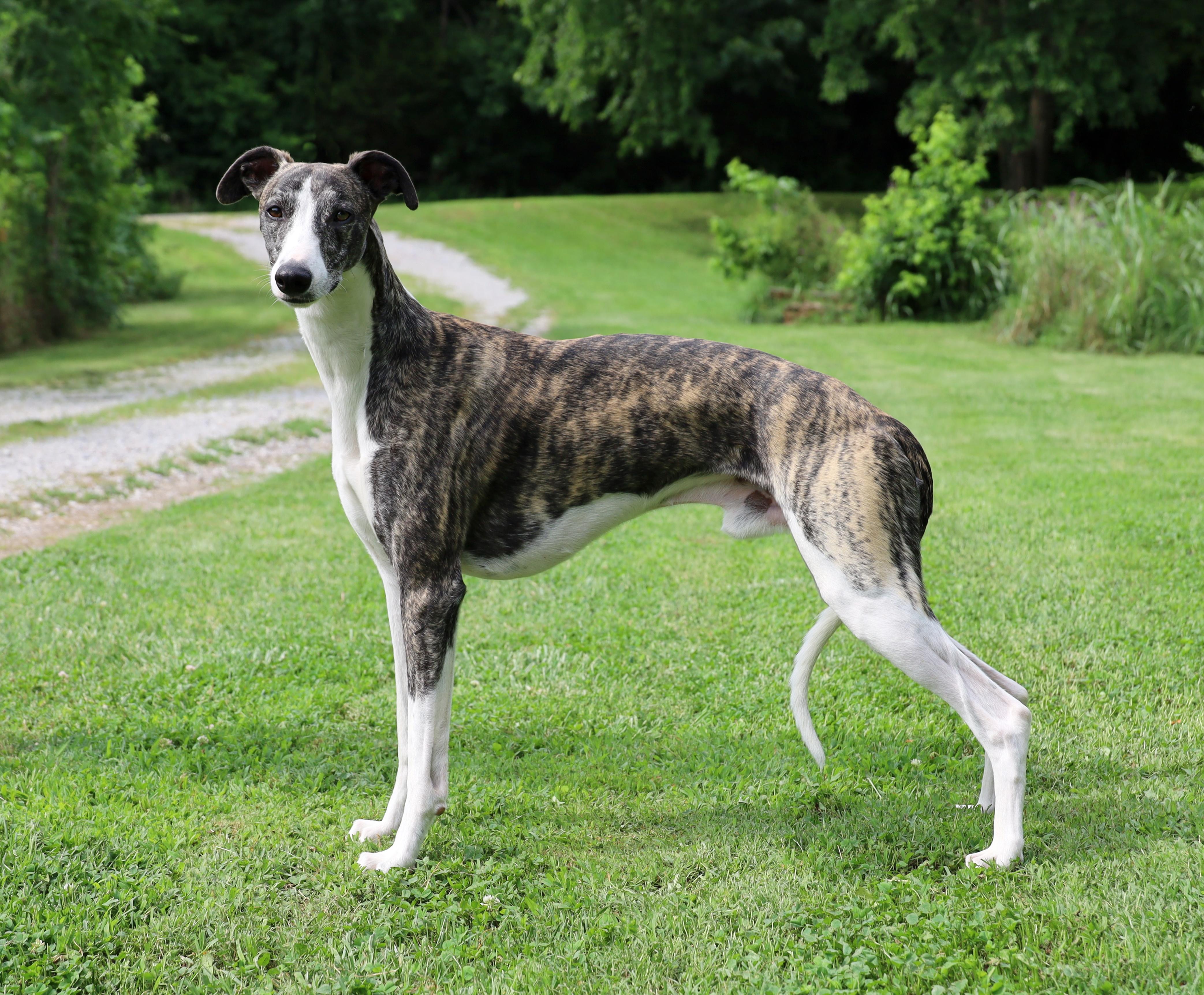 noriSTETSON Whippet ウィペット　タウニー Wendy Stover in Oklahoma | Whippet puppies | Good Dog