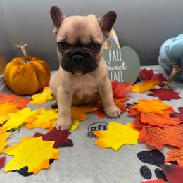 Graham Cracker - Fawn female French Bulldog puppy in Largo, Florida from Infinity Frenchies