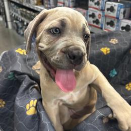 Boy 2 - male Cane Corso puppy in Allen, Texas from Angel's Dragons