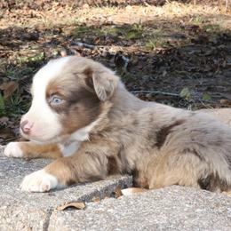 Tanjiro - Red merle male Australian Shepherd puppy in Macon, Georgia from Shaina’s Shepherds