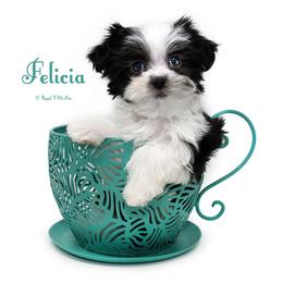 Felicia - Black female Mi-Ki puppy in Elizabeth, Colorado from Royal T Mi-Kis