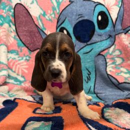 LILO: Purple Collar - Black and white female Basset Hound puppy in Monterey, Tennessee from Southern Belles Bassets