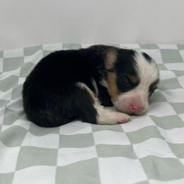 Rocky (fluffy) - Black and tan male Pembroke Welsh Corgi puppy in Waco, Texas from The Comma Corgis