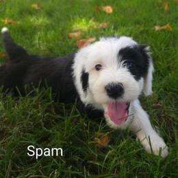 Spam - Black and white female Sheepadoodle puppy in Farley, Iowa from Iowa's Doodle Co.