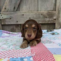 Wren - Chocolate and cream female Dachshund puppy in Squires, Missouri from Hudson’s Hounds