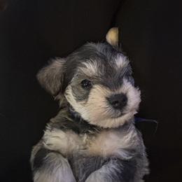 Daisy Mae - Salt and pepper female Miniature Schnauzer puppy in Mount Vernon, Washington from Skagit Valley Schnauzers