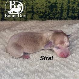 Strat - Dapple male Dachshund puppy in Lexington, Oklahoma from BooneDox Miniature Dachshunds