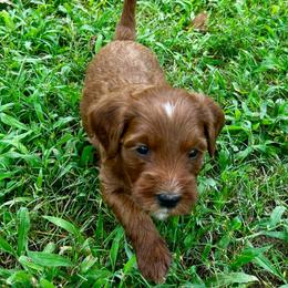 Hugo (Orange Collar) - Red  male Goldendoodle puppy in China Grove, North Carolina from Lasting Legacy Family Dogs