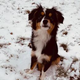 Miniature Australian Shepherd Puppies from Broken T Australian Shepherds