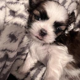 Shih Tzu Puppies from Jodi’s Shihtzus