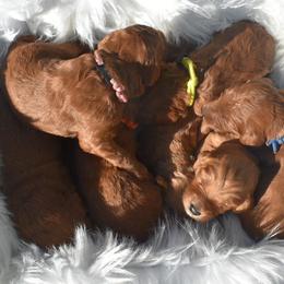 Goldendoodles from Tally GoldenDoodles, LLC