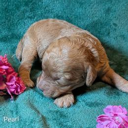 Pearl - Buff and white female Cockapoo puppy in Sunset, Louisiana from Cano Cockapoos