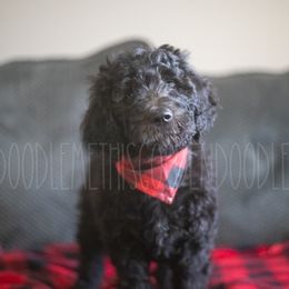 Goldendoodle Puppies from Doodle Me This Goldendoodles
