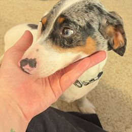 Moon - Dachshund