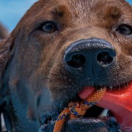 Thunder - Redbone Coonhound