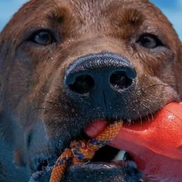 Thunder - Redbone Coonhound