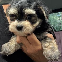 Fitz green collar - Black & tan tri-color male Morkie puppy in Taylorsville, North Carolina from Mountain Top Hot Tailz
