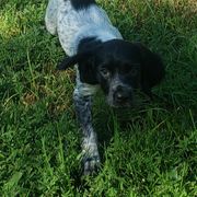 French Brittany Puppies from Dakota Point Kennel