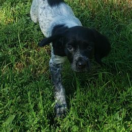 French Brittany Puppies from Dakota Point Kennel