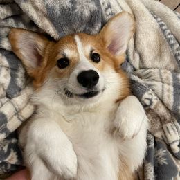 Pembroke Welsh Corgi Puppies from Anlen Pembroke Welsh Corgis