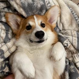 Pembroke Welsh Corgi Puppies from Anlen Pembroke Welsh Corgis
