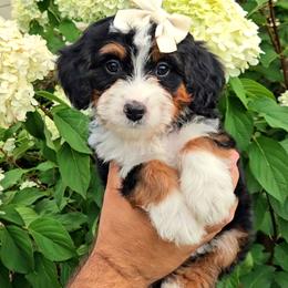 Coral - Tri-color female Bernedoodle puppy in Russell Springs, Kentucky from 270 Doodles