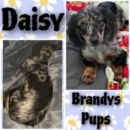 Daisy - Dachshund