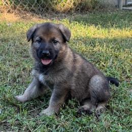 Sable female - Sable female German Shepherd puppy in Inverness Highlands South, Florida from Von der Tetiaroa German Shepherd dogs