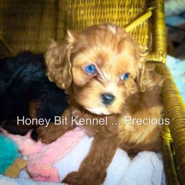 Cavalier King Charles Spaniel, Cavapoo, and Poodle Puppies from Honey Bit Kennels
