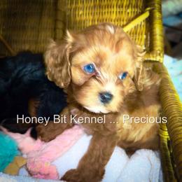 Cavalier King Charles Spaniel, Cavapoo, and Poodle Puppies from Honey Bit Kennels