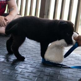 German Shepherd Puppies from Zwinger Vom Rabenauge