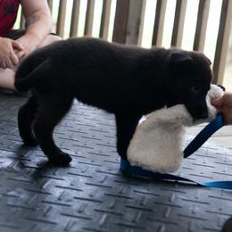 German Shepherd Puppies from Zwinger Vom Rabenauge