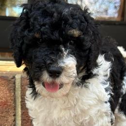 Jack Sparrow - Parti male Goldendoodle puppy in Ocala, Florida from The Treasured Puppies Department