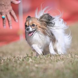 Lola - White and sable female Papillon puppy in Creola, Alabama from Inspire Papillon