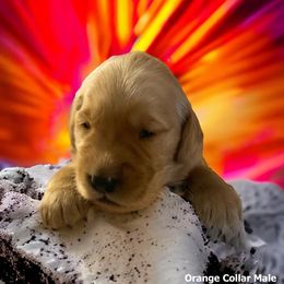 Golden Retriever Puppies from Studley Hill Goldens, LLC.