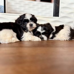 Great Pyrenees and Shih Tzu Puppies from Whiterock Farm at Dutch Creek