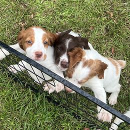 Brittany Puppies from Bull Creek Kennels